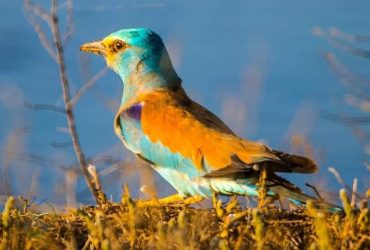 В Одесской области в заповеднике гнездятся редкие краснокнижные птицы (фото)