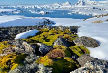 Вчені показали, якою зеленою може бути Антарктида влітку (фото)