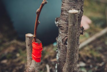 Як правильно робити щеплення на яблуні: корисні поради