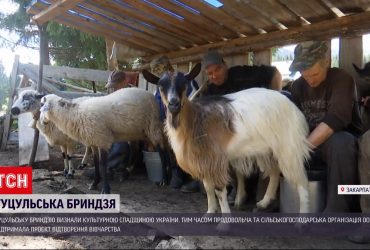 Гуцульская брындзя теперь в перечне нематериального культурного наследия Украины