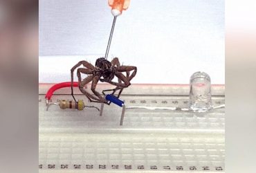 Ученые нашли способ превратить мертвых пауков в некроботов (видео)