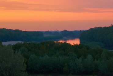 За полгода войны в Украине пострадала треть лесного фонда