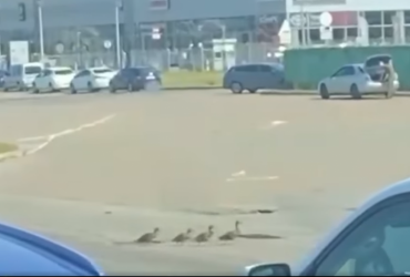 У Києві патрульні зупинили рух на дорозі, щоб пропустити пішоходів-каченят (відео)