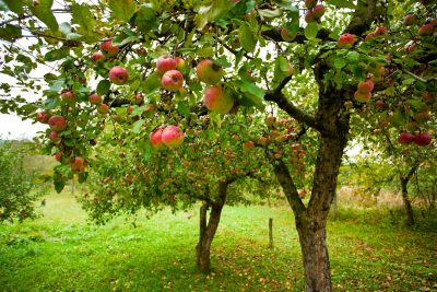 Коли краще висаджувати саджанці яблунь