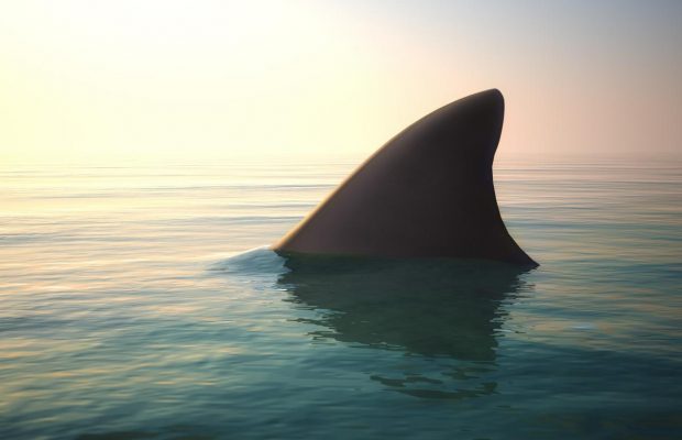 Відпочинок закінчився трагедією: у Карибському морі акула відкусила ногу американській туристці