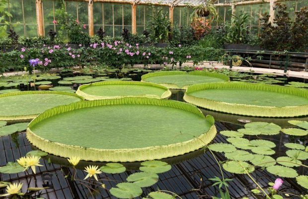 Рекордсмен по величине кувшинки: обнаружен новый вид гигантских водяных лилий (фото, видео)