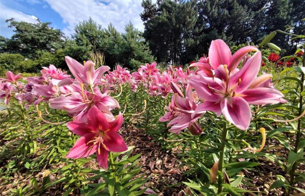 В ботаническом саду Гришко в Киеве сейчас сезон цветения лилий (фоторепортаж)