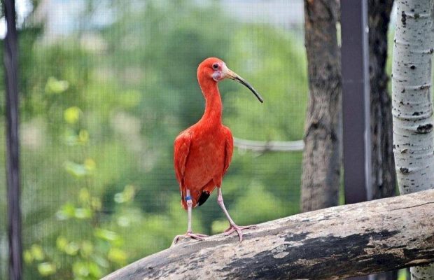 У Київському зоопарку запрацював новий авіарій для пернатих мешканців (фото)