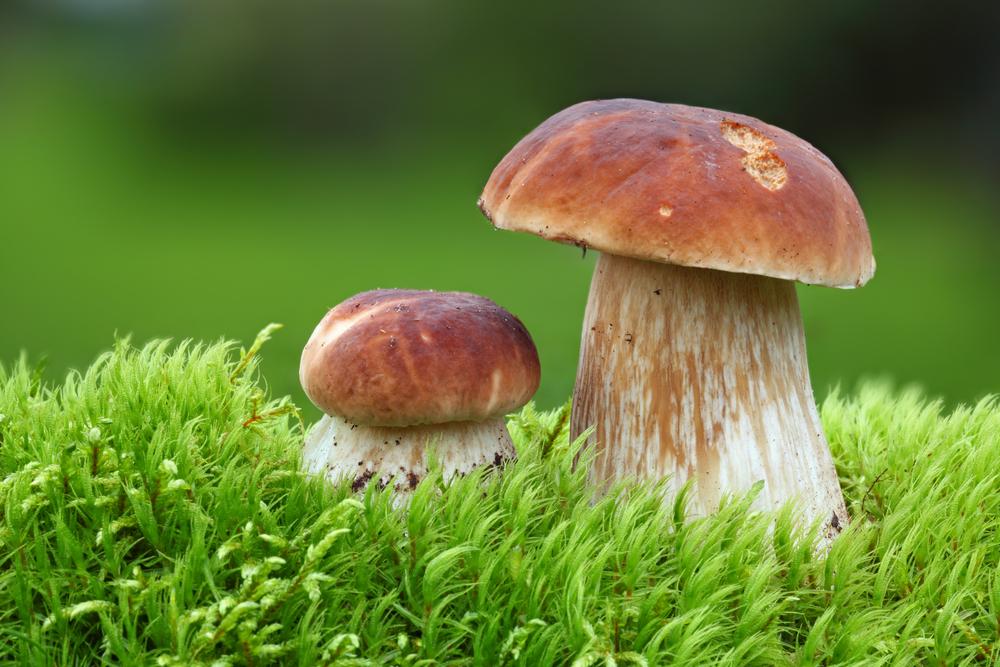Когда нужно собирать грибы осенью / фото ua.depositphotos.com