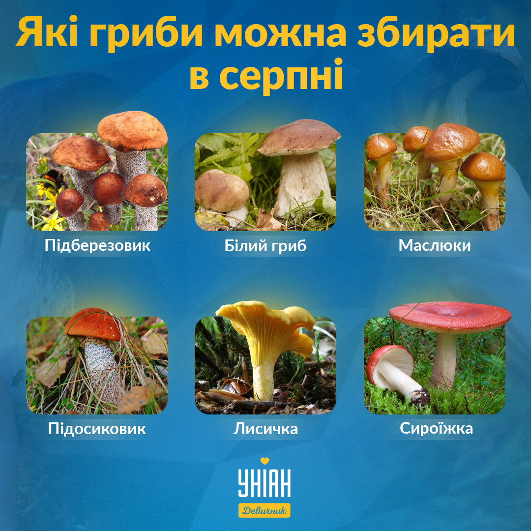 Какие грибы собирать в августе в Украине / фото ua.depositphotos.com Какие грибы собирать в августе в Украине / фото ua.depositphotos.com