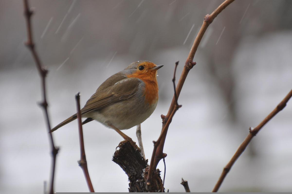 Стало известно , когда в Украине похолодает / фото Henri Sellier, Pixabay Стало известно , когда в Украине похолодает / фото Henri Sellier, Pixabay
