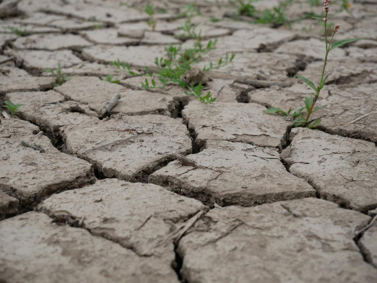 Засуха в Европе может быть худшей за последние 500 лет / фото Janina, Pixabay