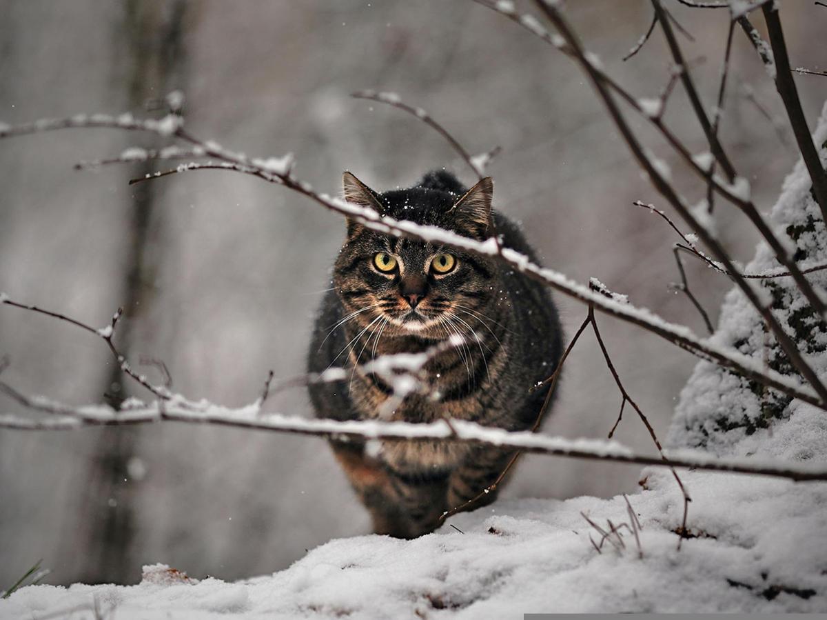 В воскресенье, 26 ноября, погода ухудшится почти по всей Украине ухудшится / фото Pixabay