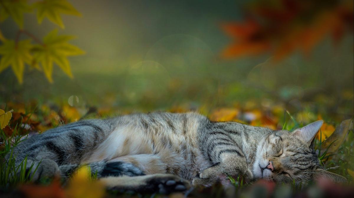 Прогоноз погоди на осінь / фото Pixabay Прогоноз погоди на осінь / фото Pixabay