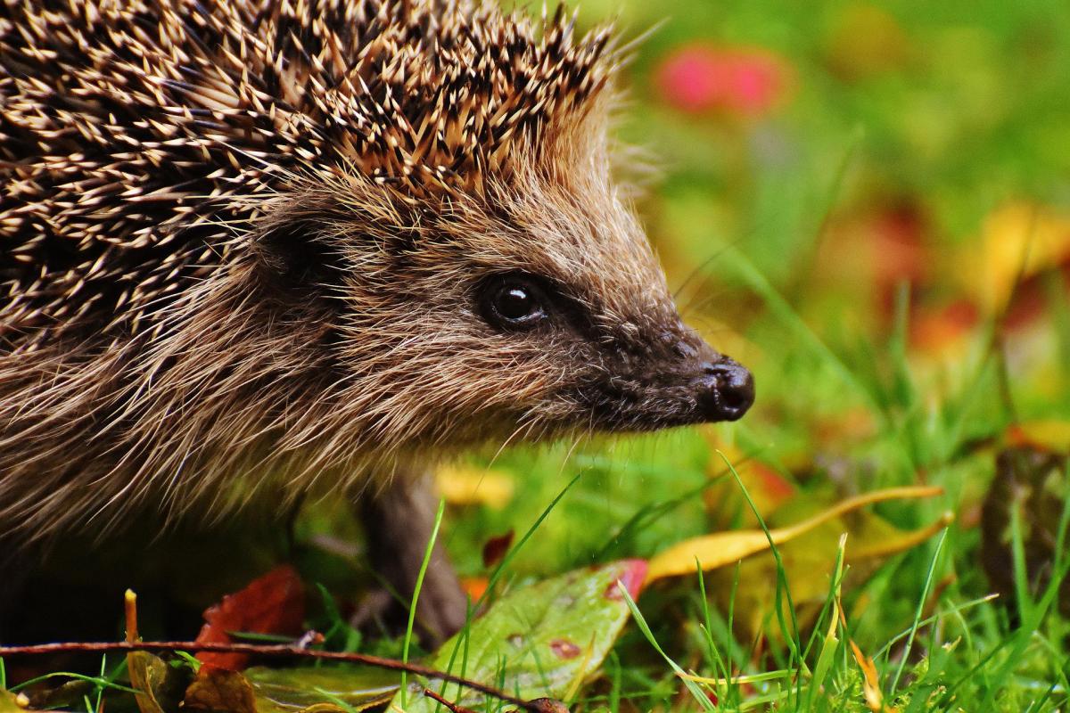 In Kyiv, a small hedgehog almost drowned in Obolon / photo Pixabay