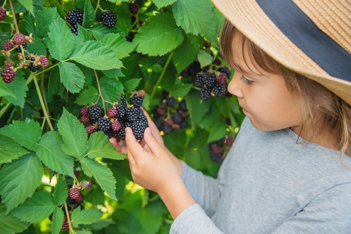 8 продуктів, у яких магнію набагато більше, ніж у ожині 8 продуктів, у яких магнію набагато більше, ніж у ожині