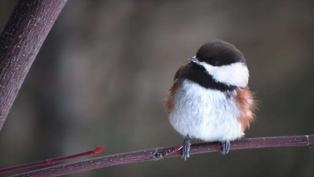 Сегодня на западе Украины заметно похолодает / фото Pixabay