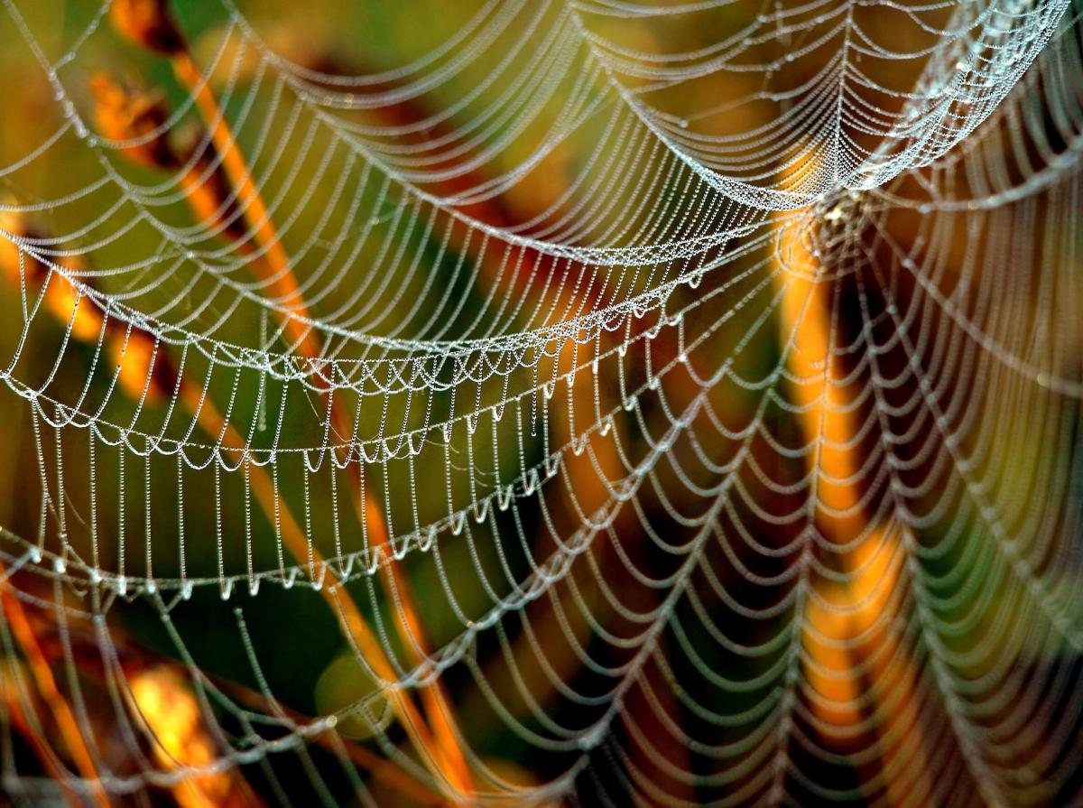 Яке свято 12 жовтня / фото Pixabay Яке свято 12 жовтня / фото Pixabay