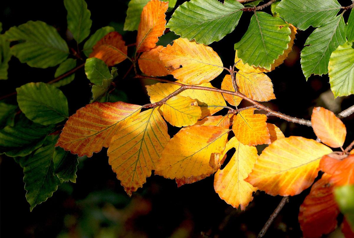 Яке свято 26 жовтня / фото Pixabay Яке свято 26 жовтня / фото Pixabay