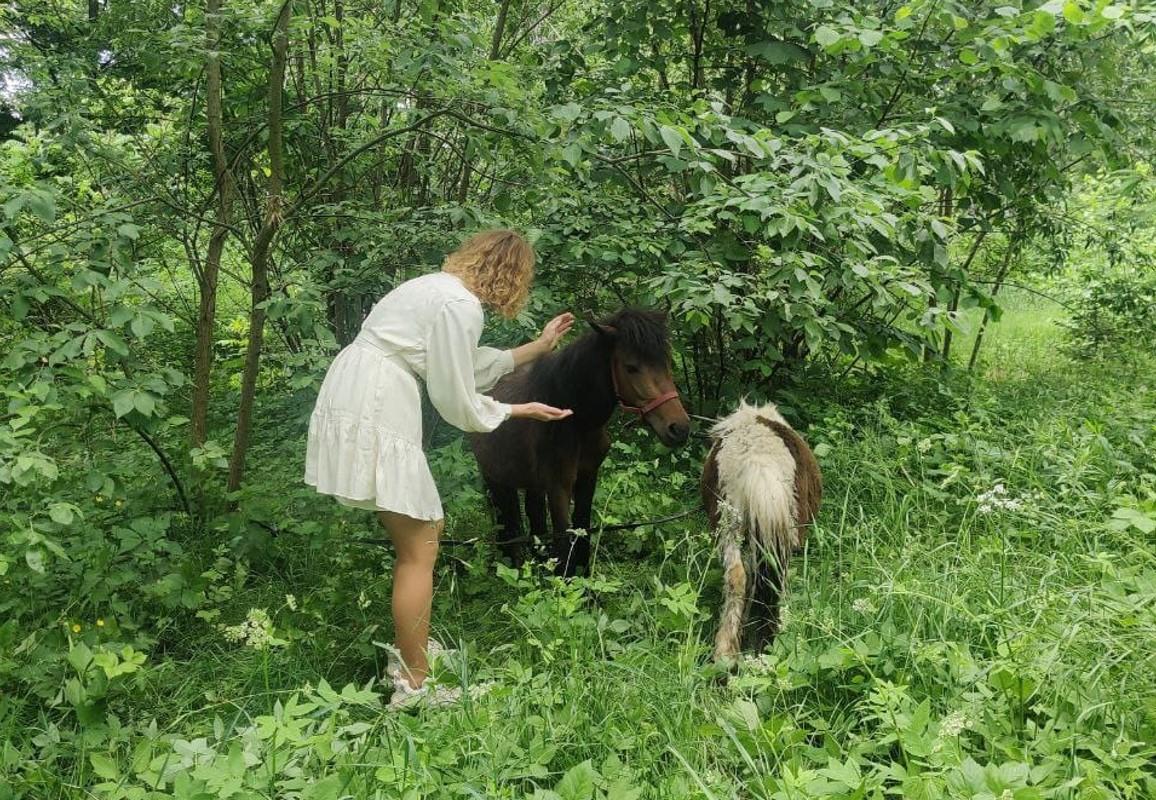Ukrainian military rescued two ponies / photo UAnimals