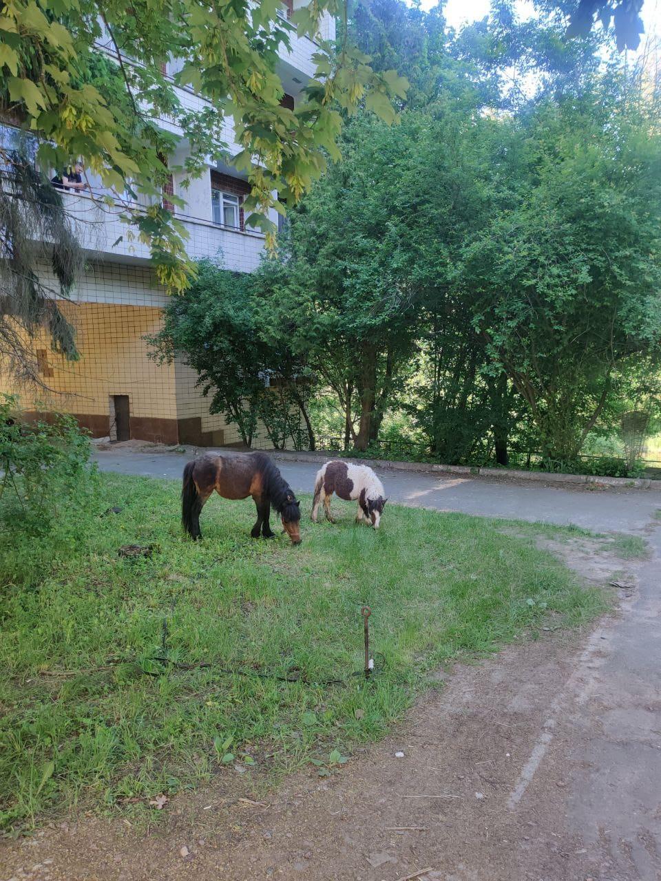 Украинский военный спас двух пони
