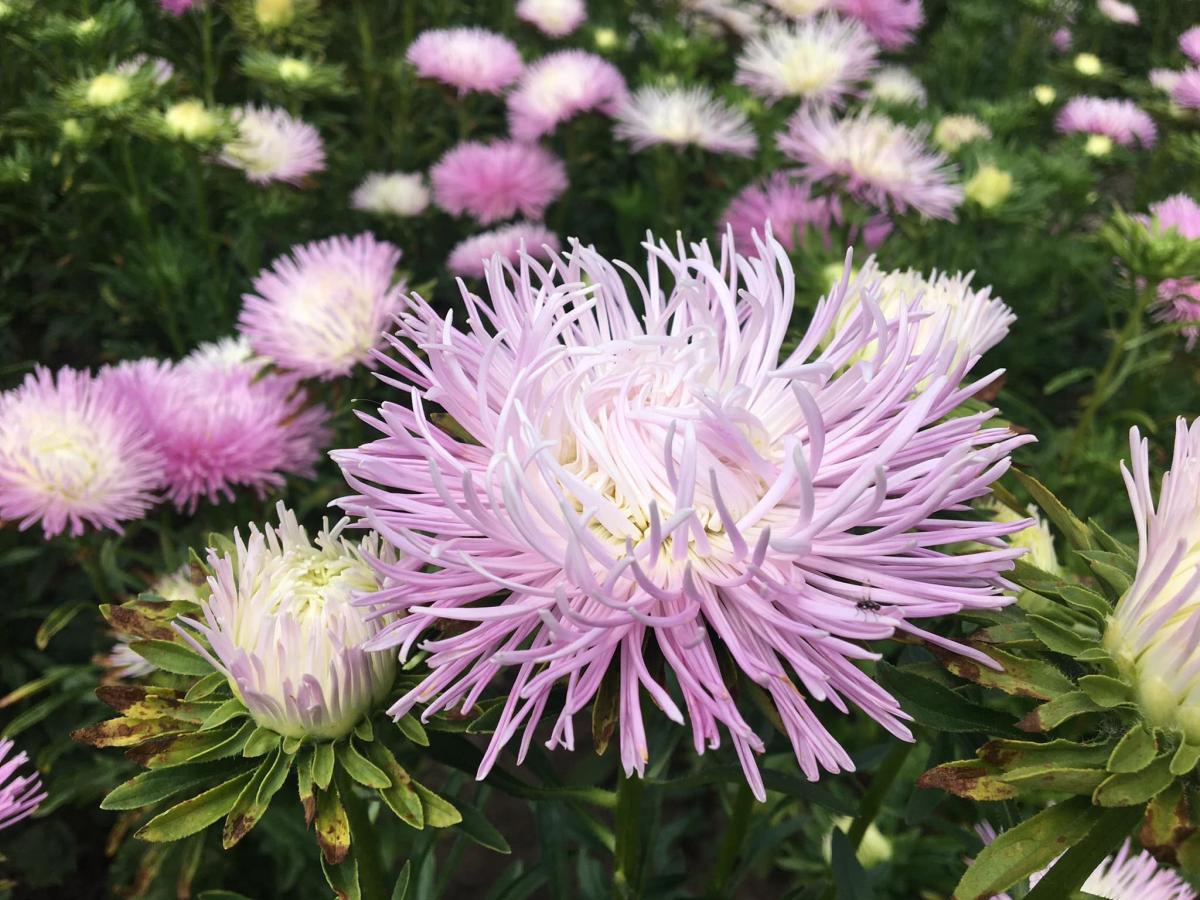 Айстри в ботсаду Києва / фото facebook.com/nbg.kiev.ua (Тетяна Щербакова) Айстри в ботсаду Києва / фото facebook.com/nbg.kiev.ua (Тетяна Щербакова)