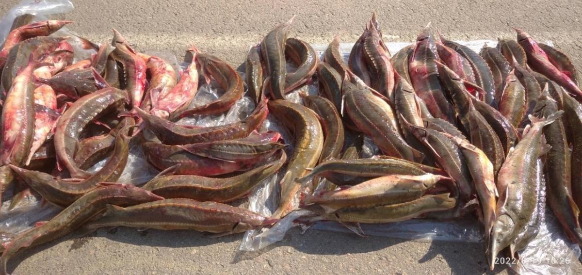 Пограничники обнаружили  рыбины семейства осетровых общим весом 75 кг / фото ГПСУ