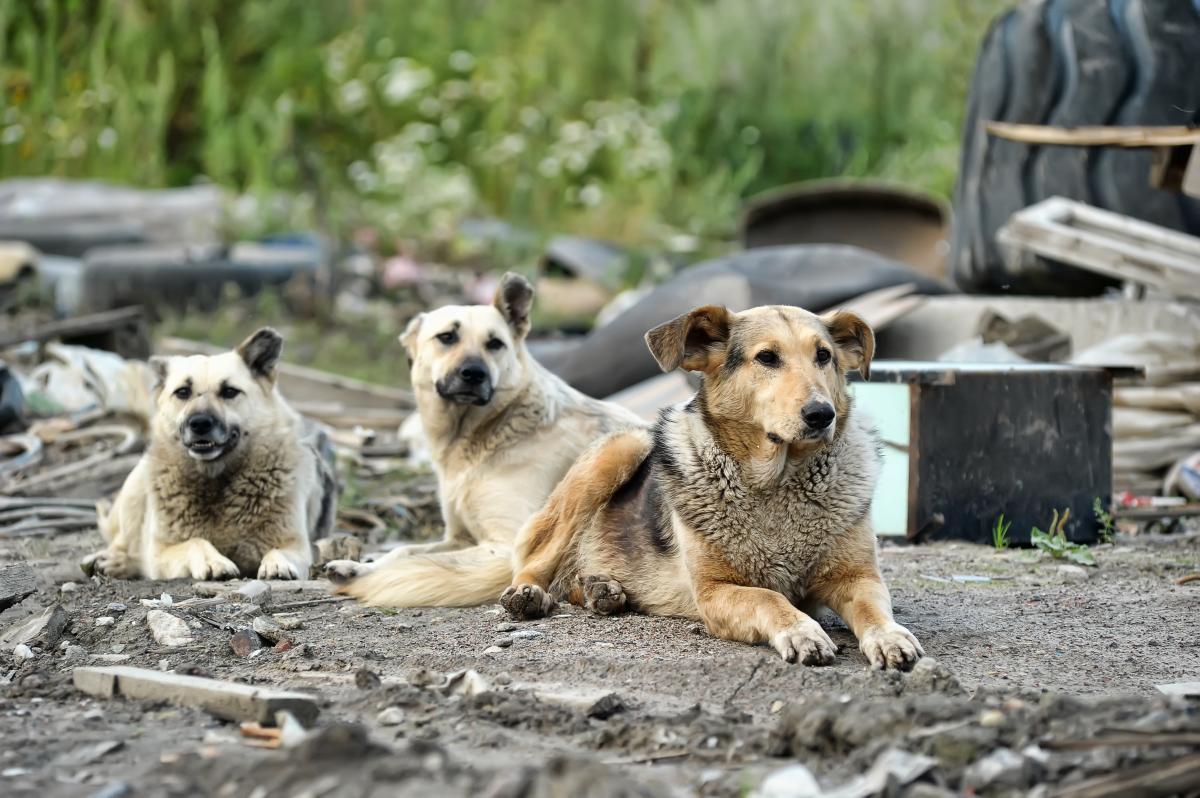 Собаки в помощь армии: россияне эксплуатируют питомцев, чтобы одеть войско  / фото ua.depositphotos.com