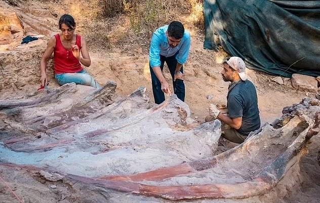 В Португалии нашли останки гигантского динозавра - крупнейшего в Европе зауропода (фото) В Португалии нашли останки гигантского динозавра - крупнейшего в Европе зауропода (фото)