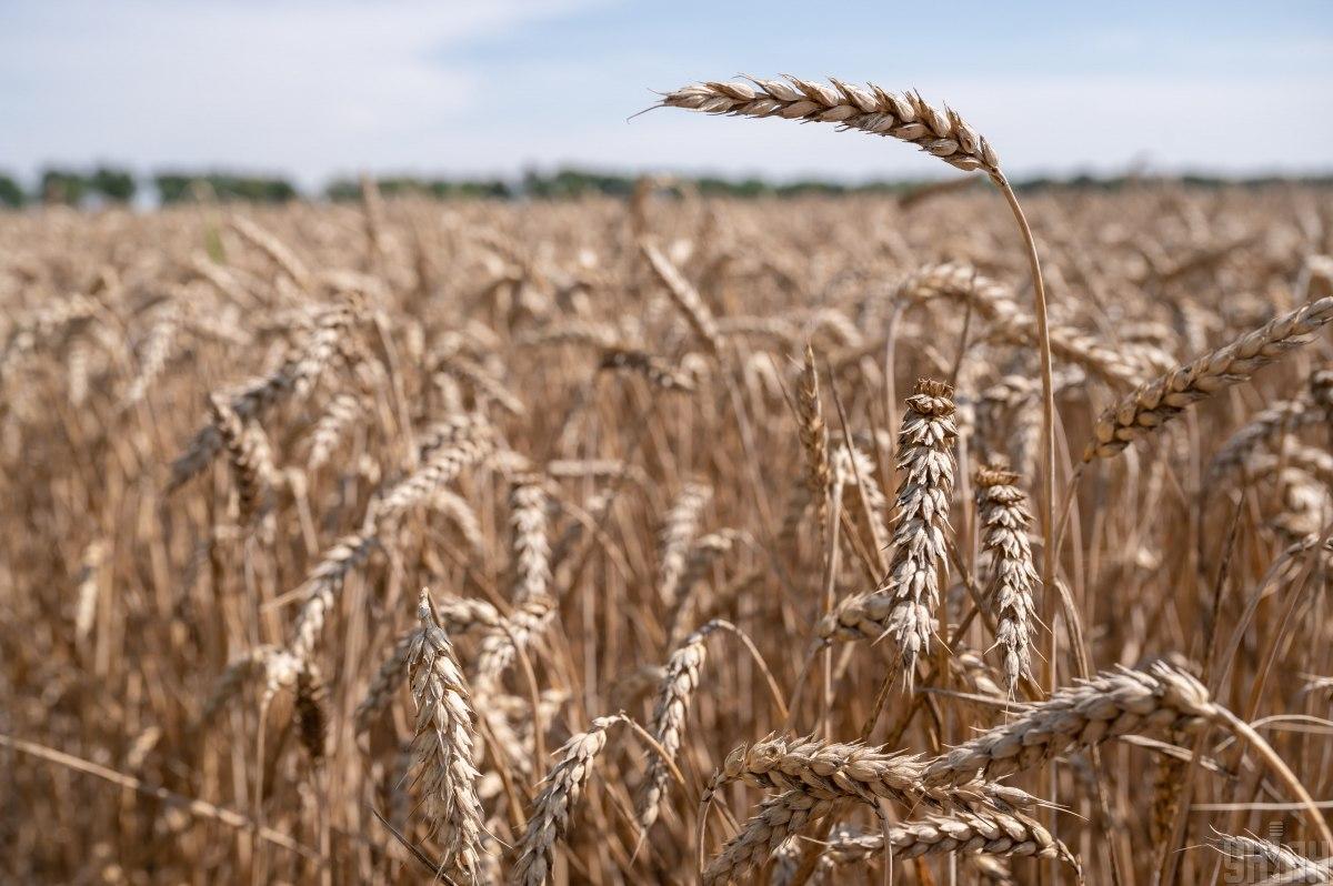 В Украине ожидают уменьшения урожая зерновых и масличных / фото УНИАН