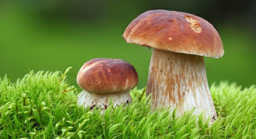 Какие грибы можно собирать в конце сентября и начале - памятка грибника — УНИАН