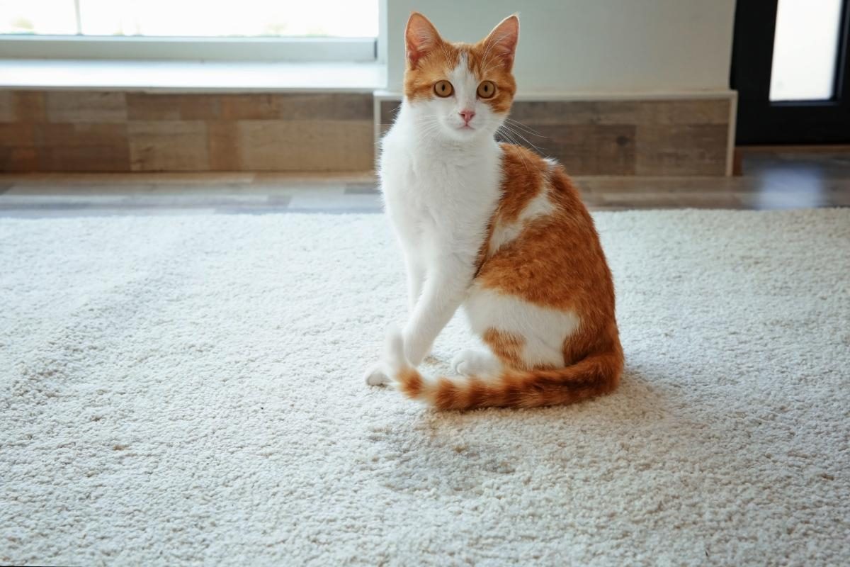 Как приучить кота к лотку - советы для котят и взрослых котов — УНИАН