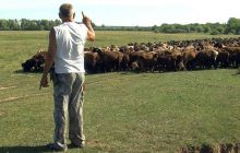 Фермер з Донбасу пригнав на Волинь отару овець після загибелі сотні тварин від обстрілів