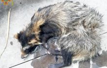 В Одесской области енот-смельчак хотел пролезть на базу отдыха, но застрял в заборе (фото)