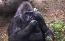 Самотність як стратегія виживання: учені зробили несподівані висновки з життя горил