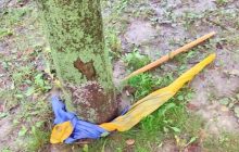 В Ровно сообщено о подозрении мужчине, который порвал и потоптал украинский флаг