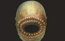 "Один отвір вирішував всі завдання": вчені розкрили загадку істоти з ротом, але без ануса