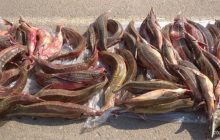 На Одещині піймали браконьєра із червонокнижною рибою майже на 3 мільйони гривень