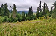 В Україні планують зняти обмеження на вирубку лісів: під загрозою національні парки – експерт