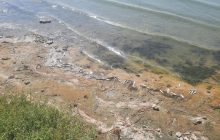 У Хаджибейському лимані на Одещині зафіксовано масовий мор риби та креветки