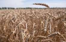 В Украине ожидают спада урожая в этом году: зерновых и масличных будет меньше