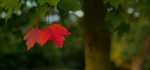 Чотири обов'язкові заборони: що не можна робити в народне свято 8 жовтня