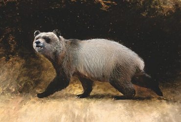 Раніше в Європі жили панди і вони не харчувалися бамбуком - дослідження