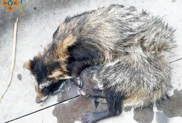 На Одещині єнот-відчайдух хотів пролізти на базу відпочинку, але застряг у паркані (фото)