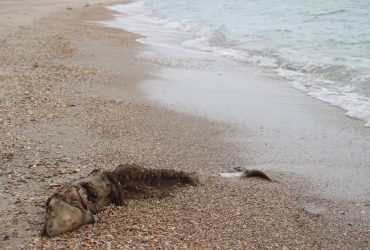 В Одесской области хотят создать центр для реабилитации дельфинов, которые массово гибнут из-за войны