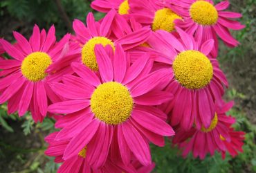 Эти растения отпугивают тараканов: поставьте их дома, и насекомые уйдут