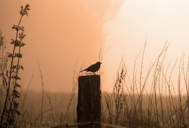 В Одессе объявили І уровень опасности