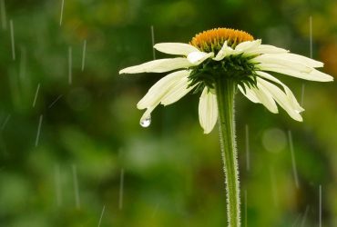 Во вторник жара в Украине усилится, в нескольких областях - дожди (карта)