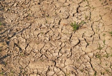 Жара и засуха уничтожают маленьких спасателей Земли, - исследование