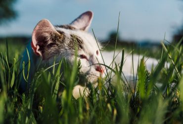 Синоптик Диденко рассказала, когда в Украине ослабнет жара